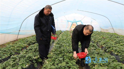 宿豫 織密農產品質量安全防護網，筑牢農業園藝服務根基