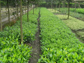 錦江區(qū)蘇威園藝苗圃經(jīng)營(yíng)部 地苗大梔子專業(yè)供應(yīng)，品質(zhì)可靠服務(wù)優(yōu)